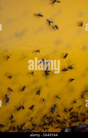 Eingeklemmte Pilzmücken auf klebrigem gelbem Trap-Papier. Nahaufnahme, Makroaufnahme, keine Leute. Stockfoto
