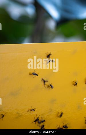 Eingeklemmte Pilzmücken auf klebrigem gelbem Trap-Papier. Nahaufnahme, Makroaufnahme, keine Leute. Stockfoto