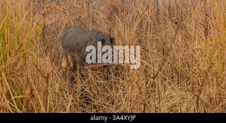 Ein Nashorn versteckt sich hinter dem getrockneten Gras Stockfoto