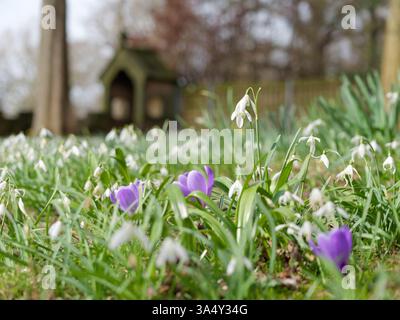 Die Newstead Abbey Gardens in Nottinghamshire, Großbritannien, blüht im Frühling im Gras. Waldblumen im Frühfrühling. Stockfoto