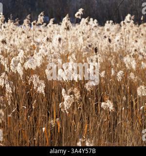 Tote, trockene Stangen eines gewöhnlichen Schilfbeckens in einem Teich im Winter Stockfoto
