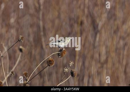 Arkansas finch Stockfoto