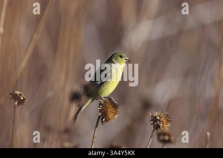 Arkansas finch Stockfoto
