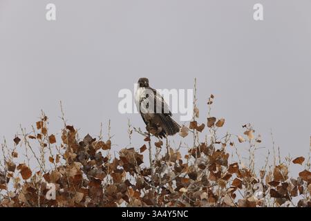 rot - angebundener Falke Stockfoto
