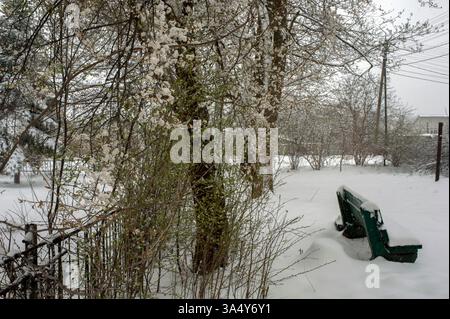 Weiße Kirschpflaumen blühen unter Schnee, zarte Blütenblätter sind mit Schnee bedeckt. Kälte im Frühling, Schnee im April Stockfoto