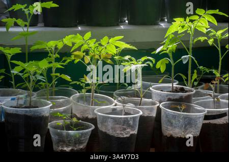 Grüne Tomatensämlinge in Tassen auf der Fensterbank Stockfoto