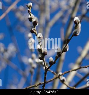 Flauschige graue Katzenkinder einer Weide im frühen Frühjahr Stockfoto
