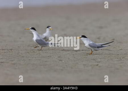 Wenigsten Tern Stockfoto