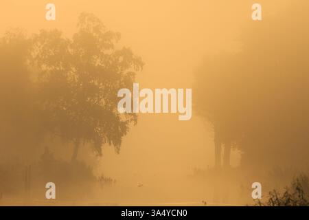 Goldenes Sonnenlicht an einem wunderschönen Morgen mit Nebel über dem See Stockfoto