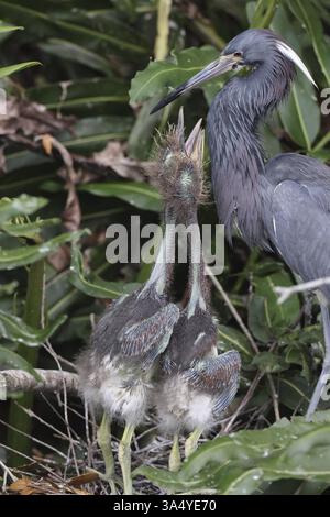 Louisiana dreifarbiger Reiher Stockfoto
