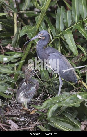 Louisiana dreifarbiger Reiher Stockfoto
