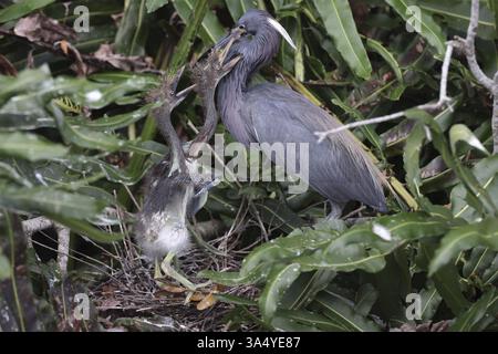 Louisiana dreifarbiger Reiher Stockfoto