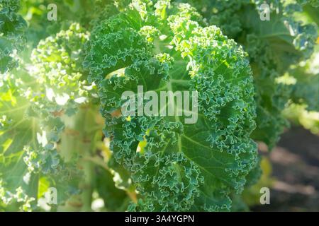 Grünkohl wächst im Hüttengarten. Wachsende grüne Brassica. Vitamin-Curly-Grünkohl-Blätter. Vegane Zutat. Sonniger Tag. Stockfoto