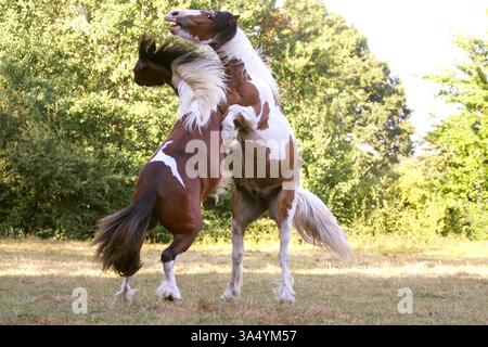 2 Irish Tinker Stockfoto