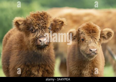 Hochlandrinder Stockfoto