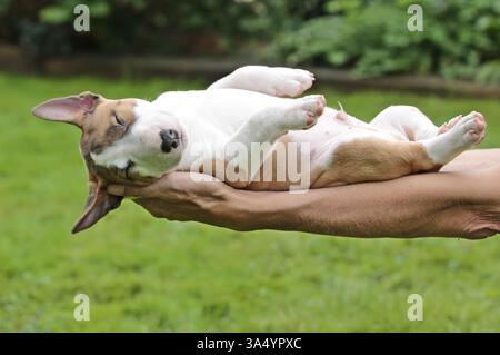 Miniatur-Stier-Terrier-Welpe Stockfoto
