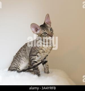 Cornish Rex Kätzchen Stockfoto