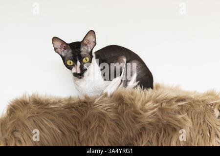 Cornish Rex Stockfoto