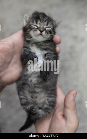Niedliches kleines Kätzchen, das ruhig in den Armen schläft. Ich kümmere mich um kleine Kätzchen. Gemütliche Katzenkindheit, süßer Traum, Zärtlichkeit. Cat Day Stockfoto