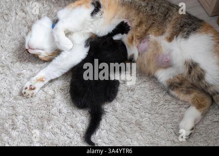Die mehrfarbige Mutterkatze liegt auf einem Teppich und füttert ihr schwarzes Kätzchen. Zärtlichkeit der Katze, Pflege für die Nachkommen, Instinkt. Veterinärmedizin, Katzenpflege Stockfoto