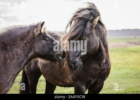 Konik Stockfoto
