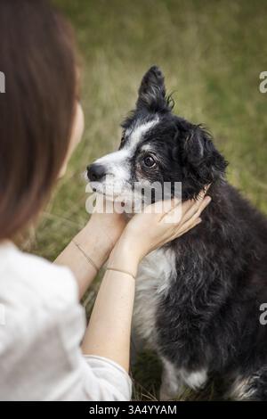 Miniature Australian Shepherd Stockfoto