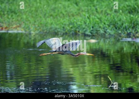 Colombo, Sri Lanka. März 2025. Ein Anhinga-Vogel wird am 20. März 2025 in einem Feuchtgebiet im Vorort Colombo, Sri Lanka, abgebildet. Quelle: Ajith Perera/Xinhua/Alamy Live News Stockfoto