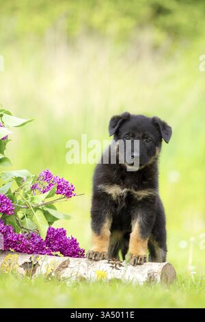 Deutscher Schäferhund-Welpen Stockfoto