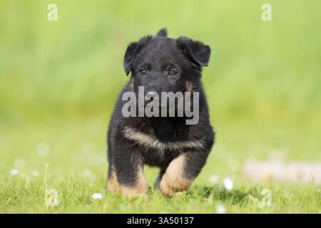 Deutscher Schäferhund-Welpen Stockfoto