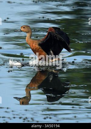 Colombo, Sri Lanka. März 2025. Am 20. März 2025 wird in einem Feuchtgebiet im Vorort Colombo, Sri Lanka, eine kleine pfeifende Ente abgebildet. Quelle: Ajith Perera/Xinhua/Alamy Live News Stockfoto