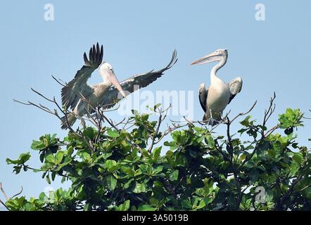 Colombo, Sri Lanka. März 2025. In einem Feuchtgebiet im Vorort Colombo, Sri Lanka, werden am 20. März 2025 Pelikane mit Spot-Schleudern abgebildet. Quelle: Ajith Perera/Xinhua/Alamy Live News Stockfoto