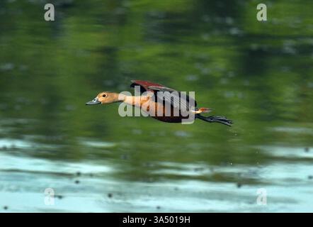 Colombo, Sri Lanka. März 2025. Am 20. März 2025 wird in einem Feuchtgebiet im Vorort Colombo, Sri Lanka, eine kleine pfeifende Ente abgebildet. Quelle: Ajith Perera/Xinhua/Alamy Live News Stockfoto