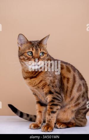 Eine wunderschöne bengalische Katze mit einem goldbraunen Fell und grünen Augen sitzt anmutig vor einem beigen Hintergrund und blickt neugierig mit einem scharfen Blick zur Seite. Stockfoto