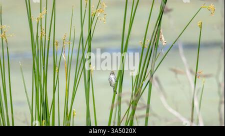 Gelbrumpeliger Warbler, der zwischen großen Gräsern in den Green Marsh Feuchtgebieten in der Nähe von Waters Edge und markanter Pose Landscape Hintergrund thront Stockfoto