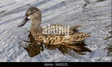 Blue Winged Teal Duck Close Up on Water Details Wildlife Aquatic Life Pond Lake weibliches Gefieder Reflektionen Stockfoto