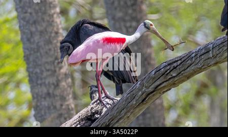 Rosenlöffelschnabel hält einen Stock in seiner Bill, während er auf einem Baumzweig neben einem Schwarzen Geier sitzt Stockfoto