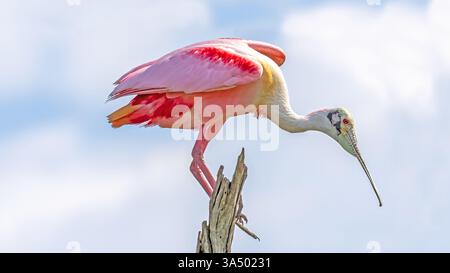 Rosenlöffelschnabel auf einer verwitterten toten Baumbarsche vor einem ruhigen Himmel farbenfrohe rosa Flügel und Federn wunderschöne Pose Stockfoto