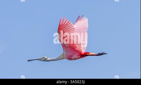 Roseate Löffelschnabel im Flug gegen einen klaren blauen Himmel mit Flügeln weit verbreitet Pink Feathers Detail Wildlife Feuchtgebiete Watvögel Stockfoto
