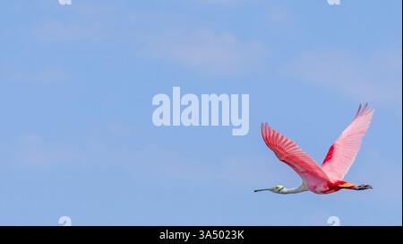 Roseate Löffelschnabel im Flug gegen einen klaren blauen Himmel mit Flügeln weit verbreitet Pink Feathers Detail Wildlife Feuchtgebiete Watvögel Stockfoto