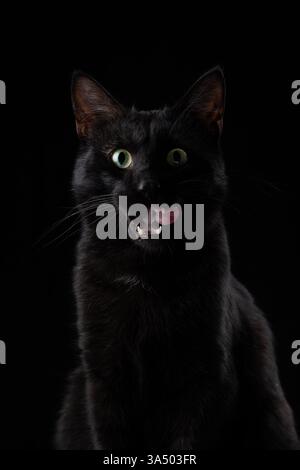 Geheimnisvolle schwarze Katze mit stechenden Augen und einem verspielten Leck, charmant und doch ein wenig schelmisch. Stockfoto