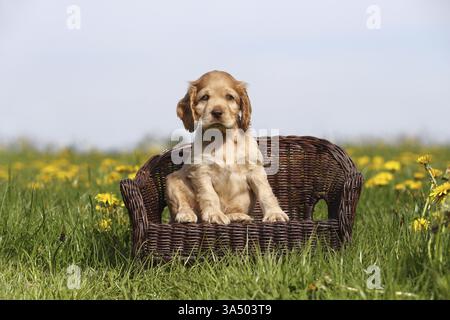 Englischer Cocker Spaniel Welpen Stockfoto