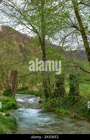 Ruhiger Waldstrom, Der Durch Üppiges Grün Mit Schotterpfad Im Frühjahrswald Fließt. Stockfoto
