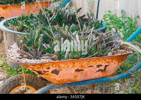 Gartenkarren Pflanzen. Hochwertige Fotos Stockfoto
