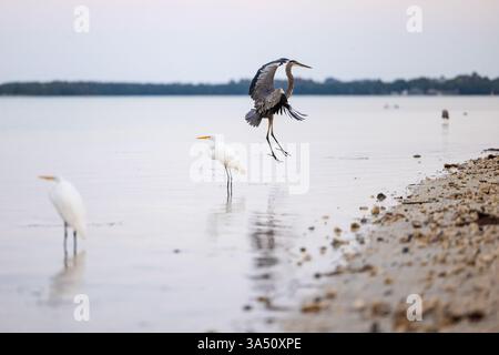 Great Blue Reiher landet im flachen Wasser neben Great Reiher entlang der Küste im Honeymoon Island State Park, Dunedin, Florida. Stockfoto