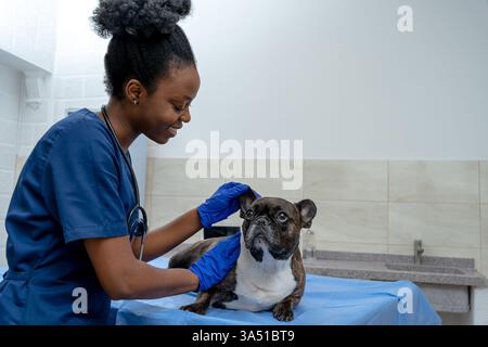 Ein freundlicher Tierarzt untersucht einen Hund in einer klinischen Umgebung. Der betreuende Fachmann kontrolliert das Tier, um Gesundheit und Wohlbefinden zu gewährleisten. Ein klares Bild von Tierpflege und tierärztlicher Expertise. Stockfoto
