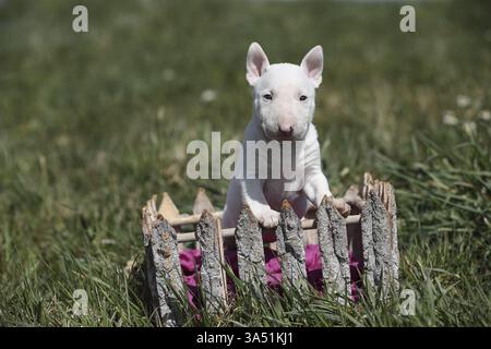 Miniatur-Stier-Terrier-Welpe Stockfoto