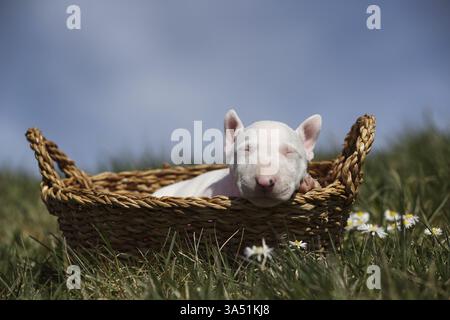 Miniatur-Stier-Terrier-Welpe Stockfoto