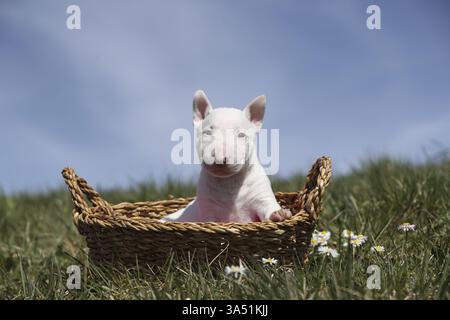 Miniatur-Stier-Terrier-Welpe Stockfoto