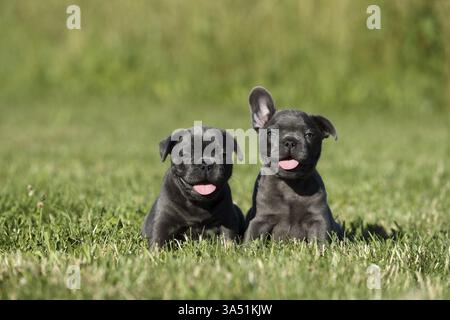 Französische Bulldogge Welpen Stockfoto