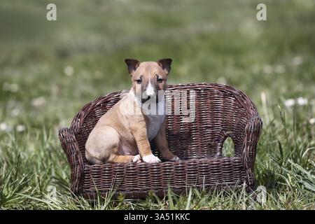 Miniatur-Stier-Terrier-Welpe Stockfoto